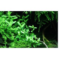 Bacopa Monnieri 'Compact' - 044A