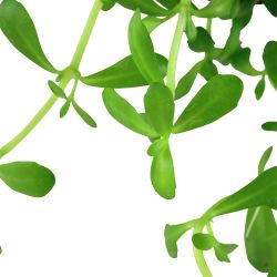 Bacopa Monnieri 'Compact' - 044A