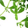 Bacopa Monnieri 'Compact' - 044A