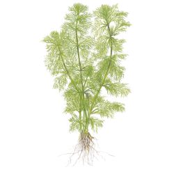 Limnophila Aquatica - 046