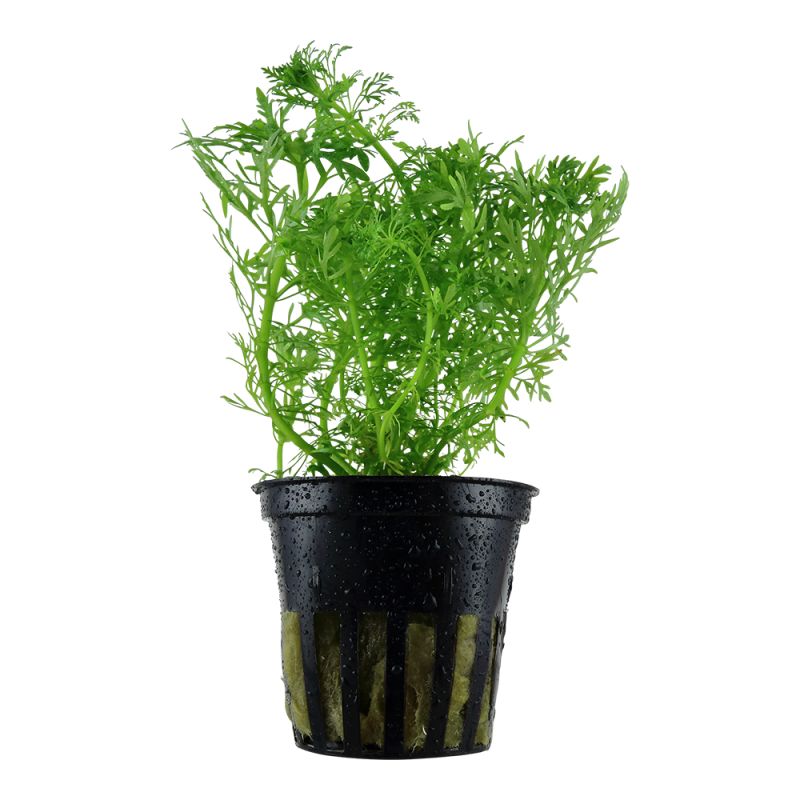 Limnophila Aquatica - 046