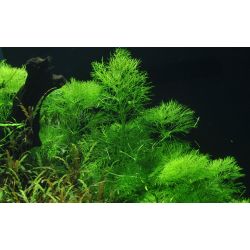 Limnophila Aquatica - 046