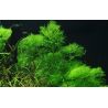Limnophila Aquatica - 046
