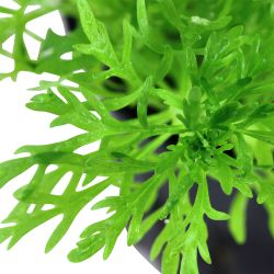 Limnophila Aquatica - 046