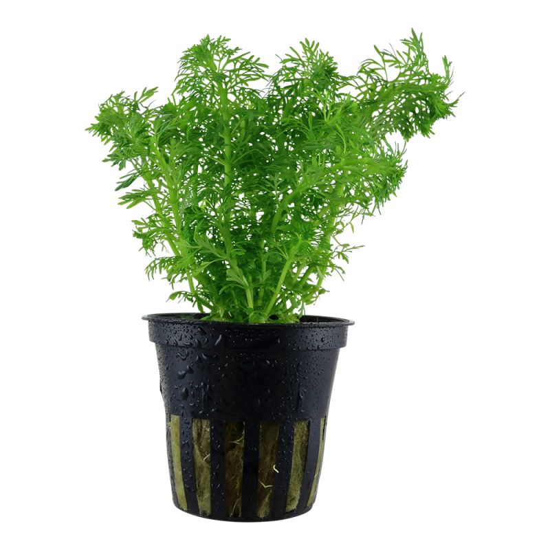 Limnophila Sessiliflora - 047