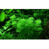 Limnophila Sessiliflora - 047