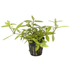 Hygrophila Polysperma - 050