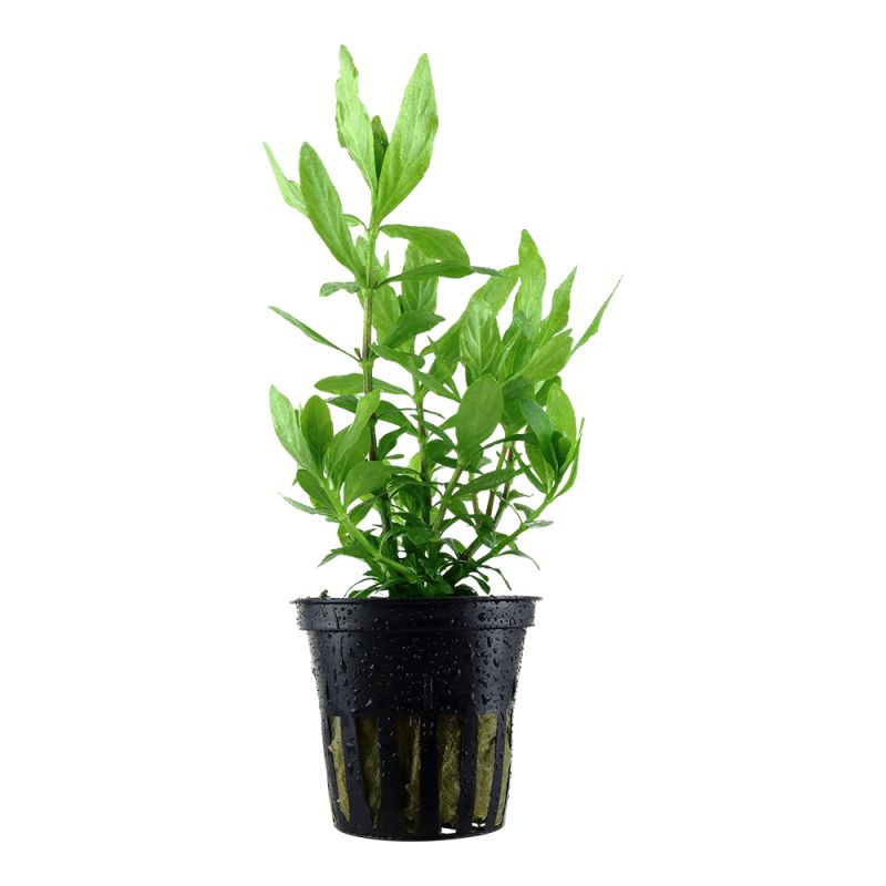 Hygrophila Polysperma - 050