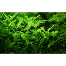 Hygrophila Polysperma - 050