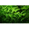 Hygrophila Polysperma - 050