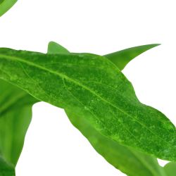 Hygrophila Polysperma - 050