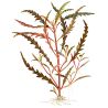 Hygrophila Pinnatifida - 051A