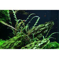 Hygrophila Pinnatifida - 051A