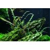 Hygrophila Pinnatifida - 051A