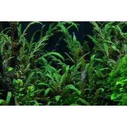 Hygrophila Pinnatifida - 051A