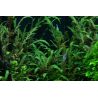 Hygrophila Pinnatifida - 051A