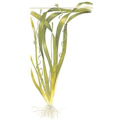 Vallisneria Americana 'Gigantea' - 054