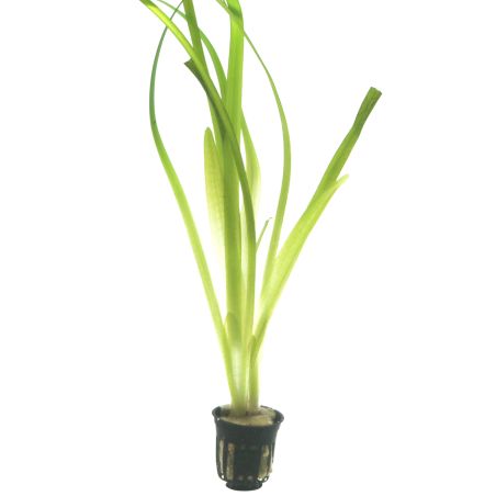Vallisneria Americana 'Gigantea' - 054