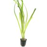 Vallisneria Americana 'Gigantea' - 054
