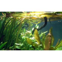 Vallisneria Americana 'Gigantea' - 054