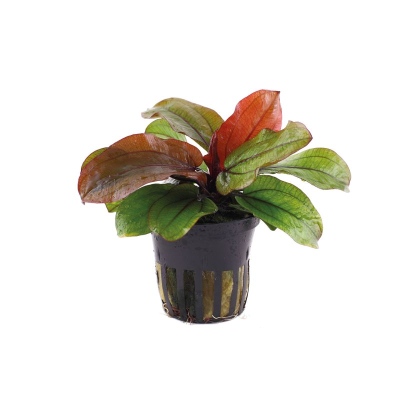 Echinodorus 'Reni' - 072D