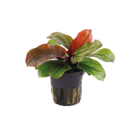 Echinodorus 'Reni' - 072D