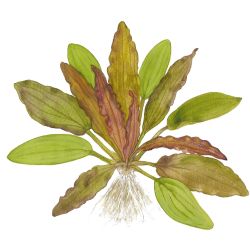 Echinodorus 'Red Diamond' - 074D