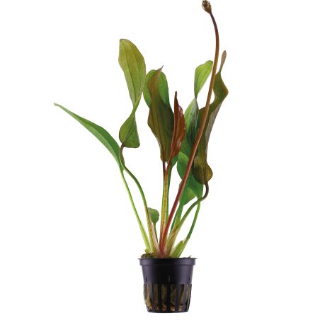 Echinodorus 'Red Diamond' - 074D