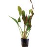 Echinodorus 'Red Diamond' - 074D