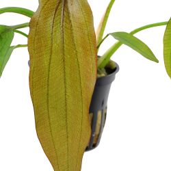 Echinodorus 'Red Diamond' - 074D