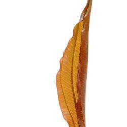 Echinodorus 'Red Diamond' - 074D