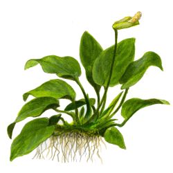 Anubias Barteri Var. Nana - 101