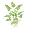 Anubias Gracilis - 101D