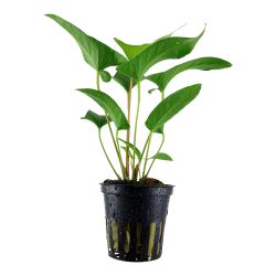 Anubias Gracilis - 101D
