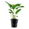 Anubias Gracilis - 101D