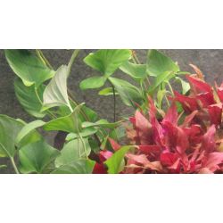 Anubias Gracilis - 101D