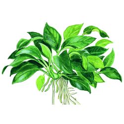 Anubias Barteri 'Petite' - 101H