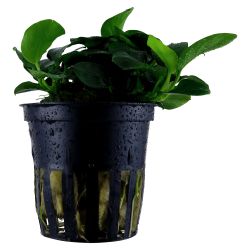 Anubias Barteri 'Petite' - 101H