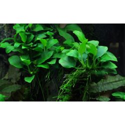 Anubias Barteri 'Petite' - 101H