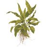 Cryptocoryne Wendtii 'Green' - 109