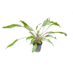 Cryptocoryne Wendtii 'Green' - 109