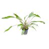 Cryptocoryne Wendtii 'Green' - 109