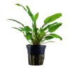 Cryptocoryne Wendtii 'Green' - 109