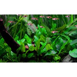 Cryptocoryne Wendtii 'Green' - 109