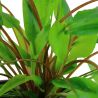 Cryptocoryne Wendtii 'Green' - 109