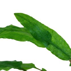 Cryptocoryne Wendtii 'Green' - 109