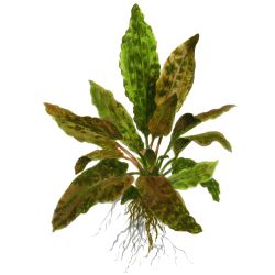 Cryptocoryne Wendtii 'Tropica' - 109E