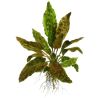 Cryptocoryne Wendtii 'Tropica' - 109E