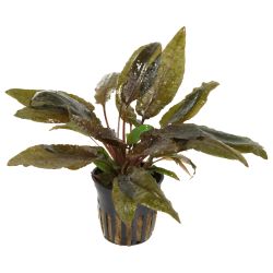 Cryptocoryne Wendtii 'Tropica' - 109E