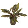 Cryptocoryne Wendtii 'Tropica' - 109E